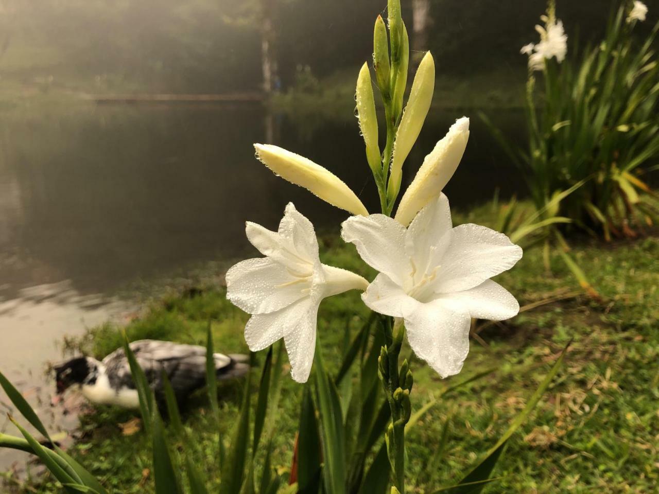 Burbi Lake Lodge Monteverde Εξωτερικό φωτογραφία